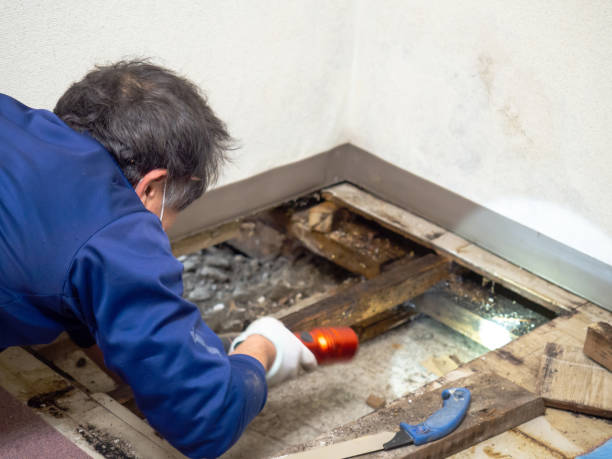 Best Mold Damage Repair  in Aberdeen, ID