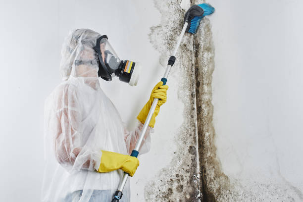 Best Mold Testing  in Aberdeen, ID