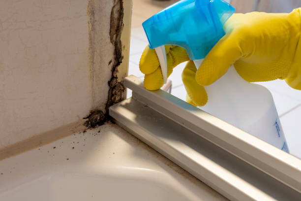 Professional Mold Removal in Aberdeen, ID