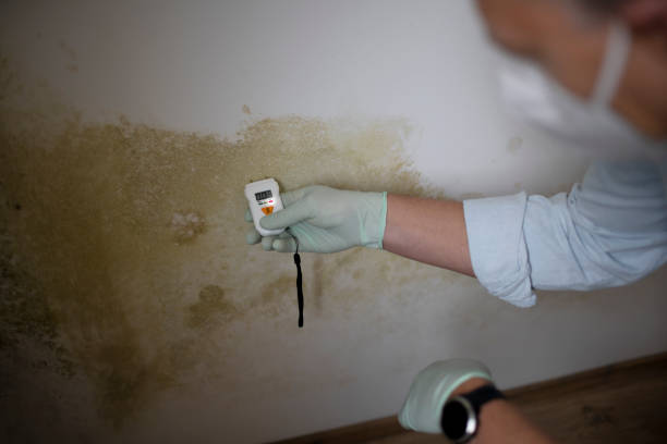 Best Black Mold Removal  in Aberdeen, ID