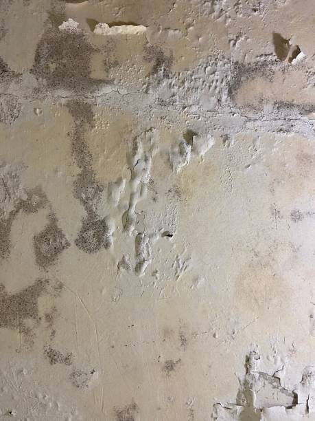 Best Best Mold Removal Companies  in Aberdeen, ID