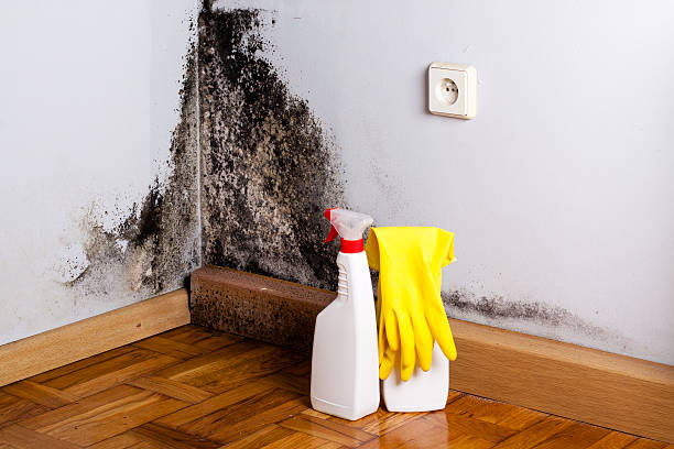 Best Local Mold Removal Service  in Aberdeen, ID