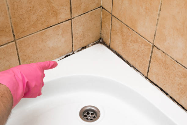 Mold Removal Process in Aberdeen, ID