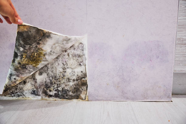 Best Same-Day Mold Removal  in Aberdeen, ID
